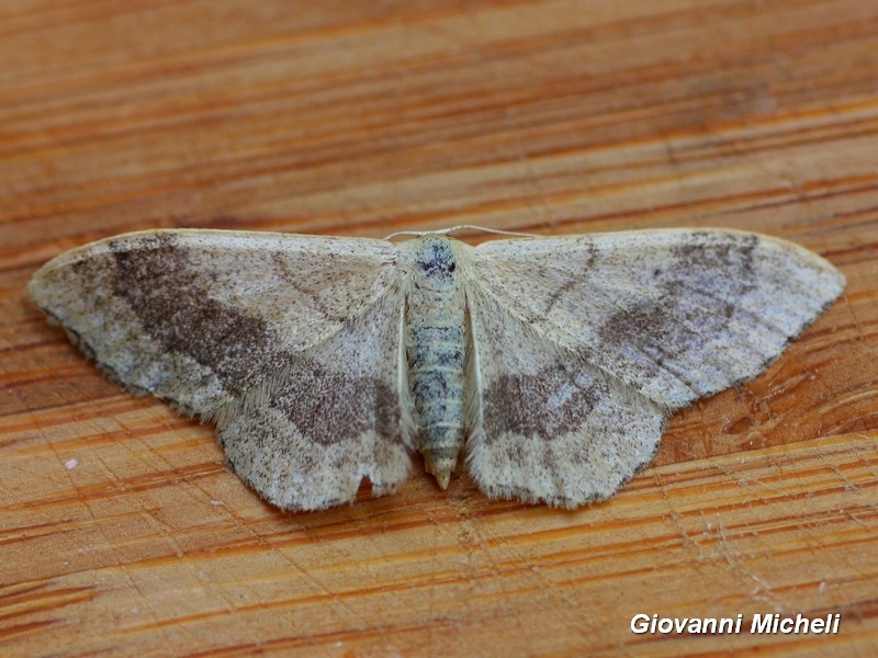 Idaea aversata, Geometridae